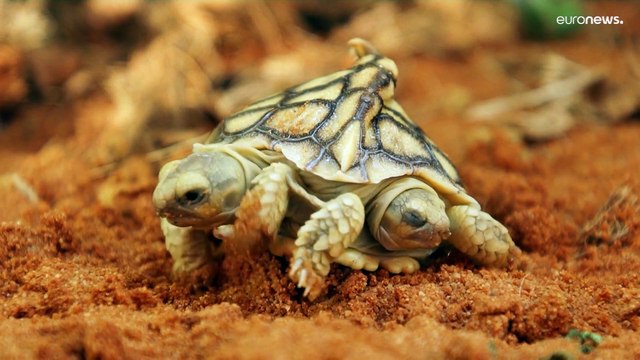 شاهد: ولادة سلحفاة برأسين وذيلين في مزرعة هولندية