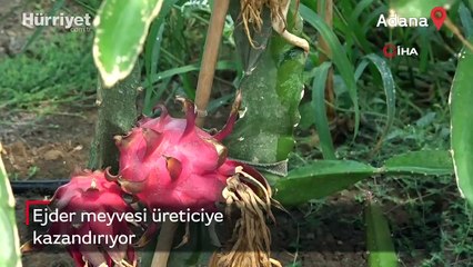 Ejder meyvesi üreticinin yüzünü güldürdü