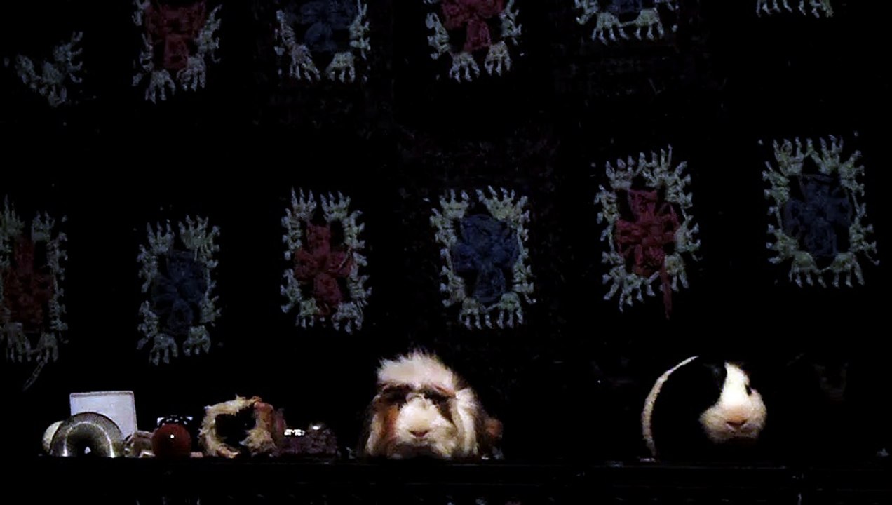 CAVIA PORCELLUS DAVID 102_8635