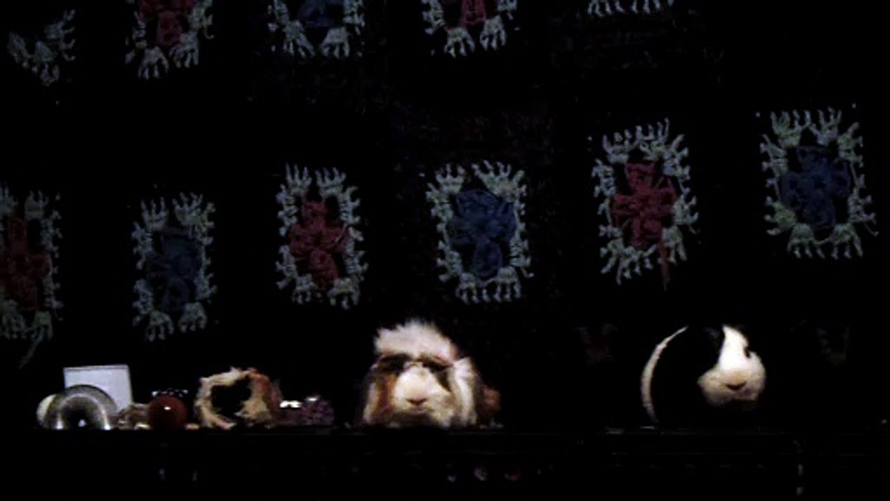 CAVIA PORCELLUS DAVID 102_8636