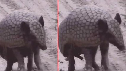 Kendisini tehlikede hisseden Armadillo'dan müthiş tepki