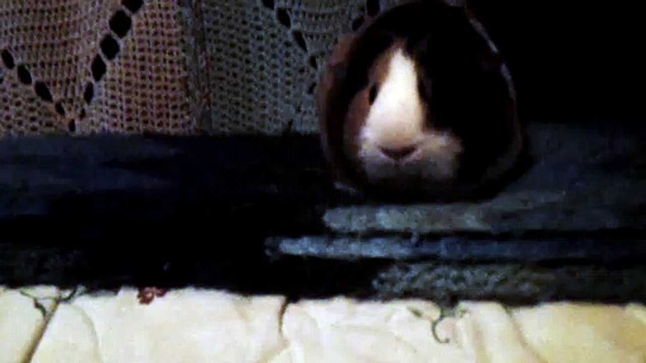 CAVIA PORCELLUS CLOVER 102_8646