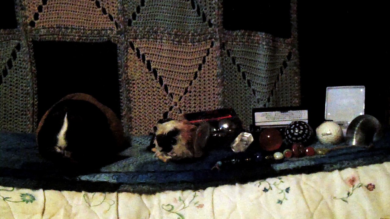 CAVIA PORCELLUS CJ 102_8647