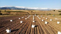 Patates, çiftçinin yüzünü güldürdü