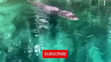 6 Crocodile Encounters You Should Avoid Watching (Part 7)