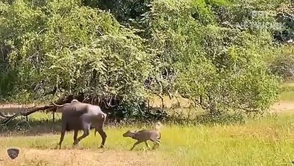 يصاب الفهد بالجنون عندما يتضور جوعًا يهاجم السيارات والأشخاص بوحشية.