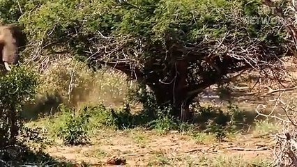 مذهل ...تحارب أم الفيل الأسود بشجاعة لحماية صغارها.