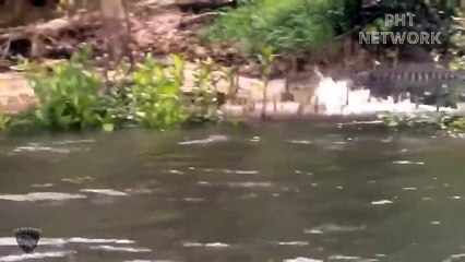 إنه أمر مروع ... هاجم التمساح فجأة وأكل النمر   التمساح يأكل الحيوانات