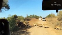 Angry hippo bites lion's head to protect comrades - Hippo vs Lion