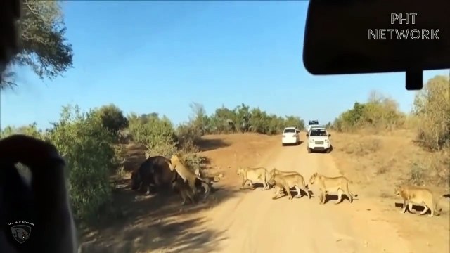 Angry hippo bites lion's head to protect comrades - Hippo vs Lion
