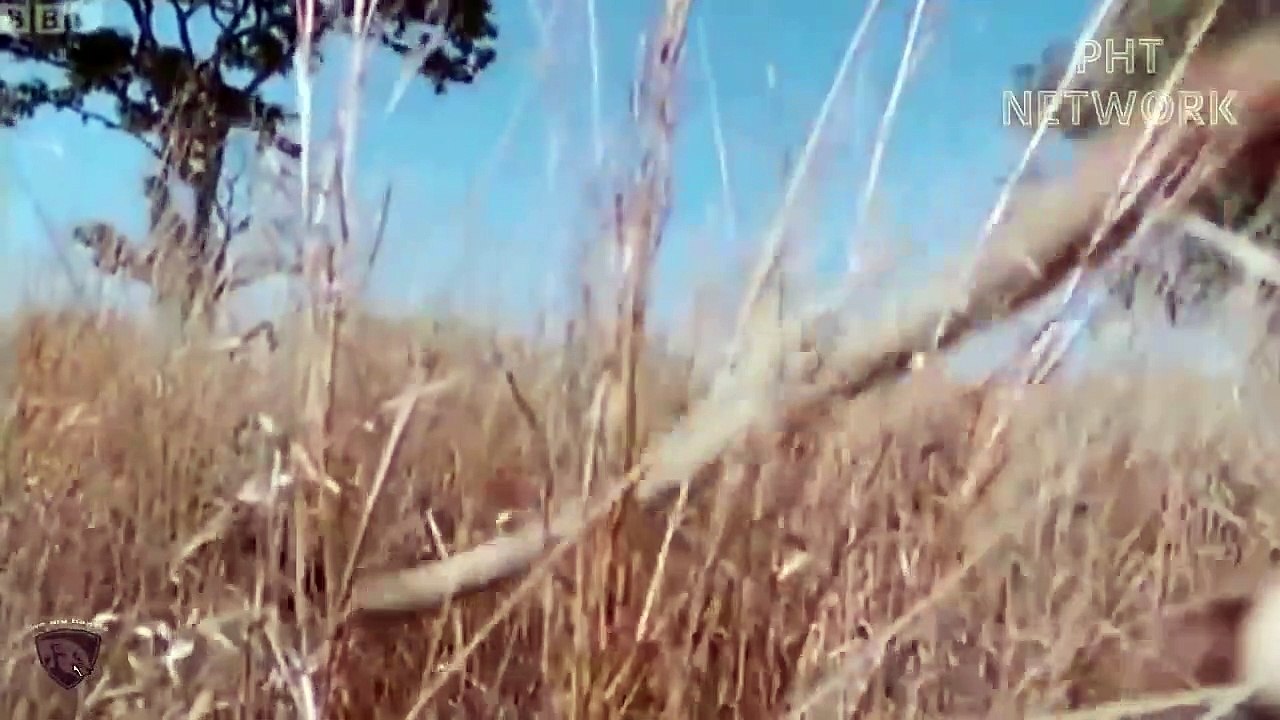 Best Fighting Of Wild Animals Caught On Camera▷▷ Wild Horse, Lion, Buffalo...