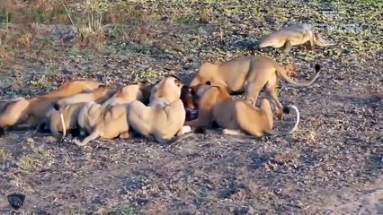 7 Times Lion Hunts Extreme In The Wild