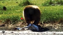 Grizzly Bear Fights Lion, Gorilla, Puma - Mother Bear Protect Cubs From Evil Enemies