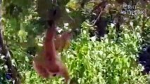 hungry Tiger risked its life to attack baby Monkey on tree and ending was unexpected