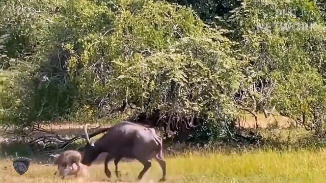 Male Buffalo Rammed Flying Lions To Save Calf Being Attacked By 10 Lioness King Animals