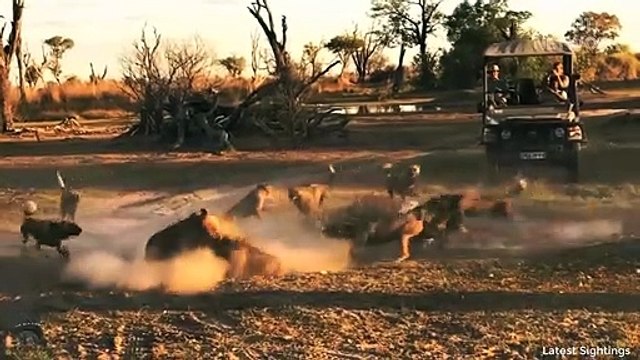 Aggressive Wild Dogs surround Lion mom and cub. Lion mom risked her life to protect her cub
