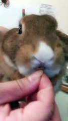 Rabbit Is Picky About Snacks