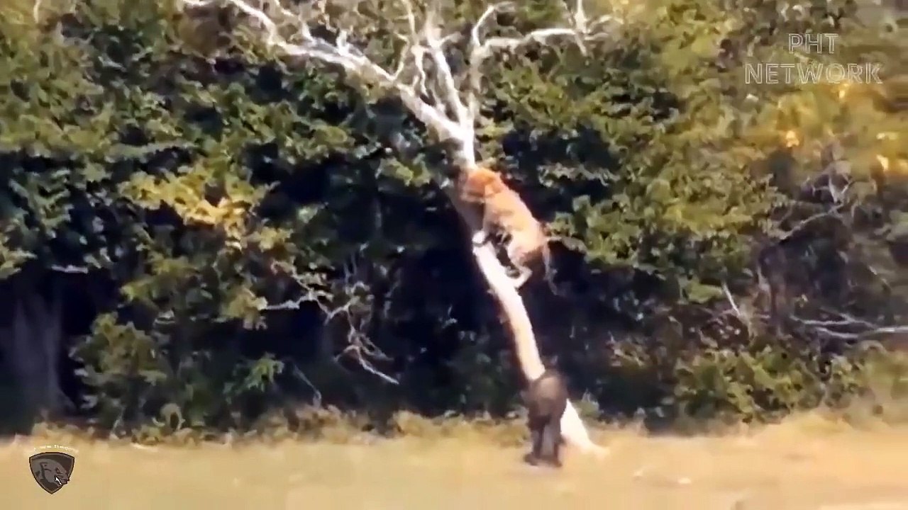 Super Crazy Baboon Fighting With Leopard To Eat Deer ►► Unbelievable Moments Of Wild Animals