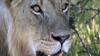 The Mother Buffalo Successfully Defended Her Cub From The Lions Cruel Attack