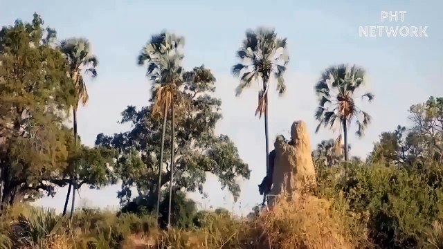 Difficult Life of Leopard in Africa, Hyenas steal food from Leopards - Black Panther Attack Python