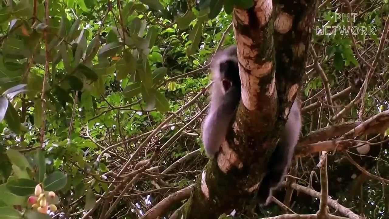 cunning Leopard suddenly climb tree to attack baby monkey, poor monkey baby!