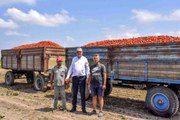 Bursa yerel haberleri | Türkiye'nin salçalık domatesinin yüzde 40'ını karşılayan Karacabey'de hasat başladı