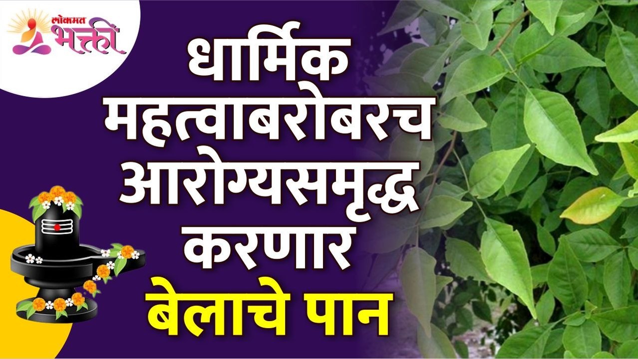 बेलाचे पान आरोग्य समृद्ध कसे करते? How bael leaf enriches health? Benefits of Bael Leaf | Bael Tree