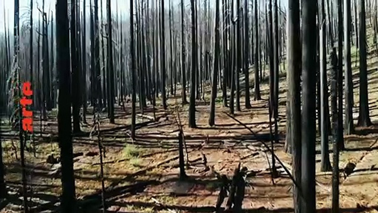 Incendies géants : enquête sur un nouveau fléau - 16 août
