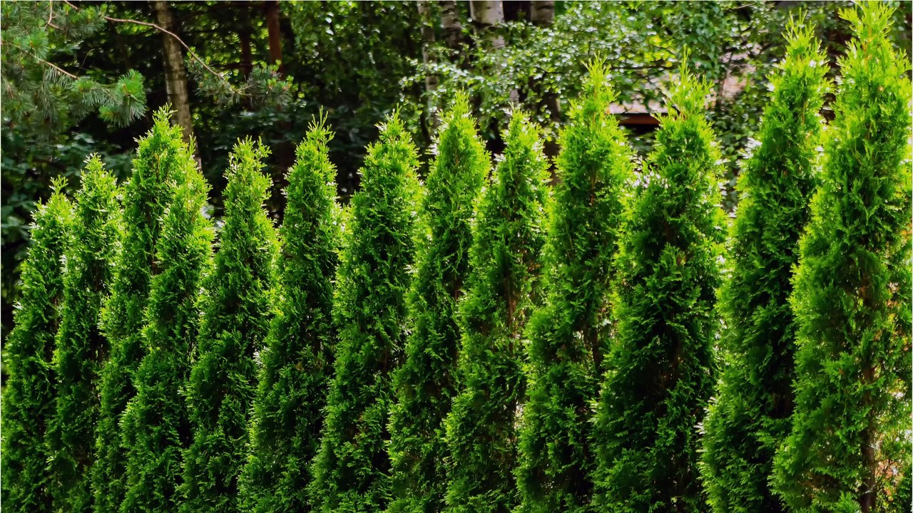 Trockenheit: hecken schützen pflanzen eher vor verdursten