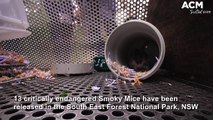 Rare Smoky Mice released in South East NSW, July 2022, Bega District News