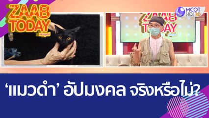 'แมวดำ' อัปมงคลจริงหรือไม่? (16 ส.ค. 65) แซ่บทูเดย์