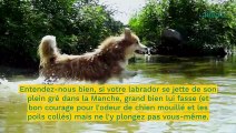 Canicule : faut-il mouiller son chien ou son chat quand il fait très chaud ?