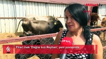 Firari inek 'Dağlar kızı Reyhan', yeni yuvasında