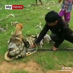 நாயை உயிருடன் விழுங்க வந்த மலைப்பாம்பு.. ஹீரோ போல போராடிய 3 சிறுவர்கள் - வீடியோ!