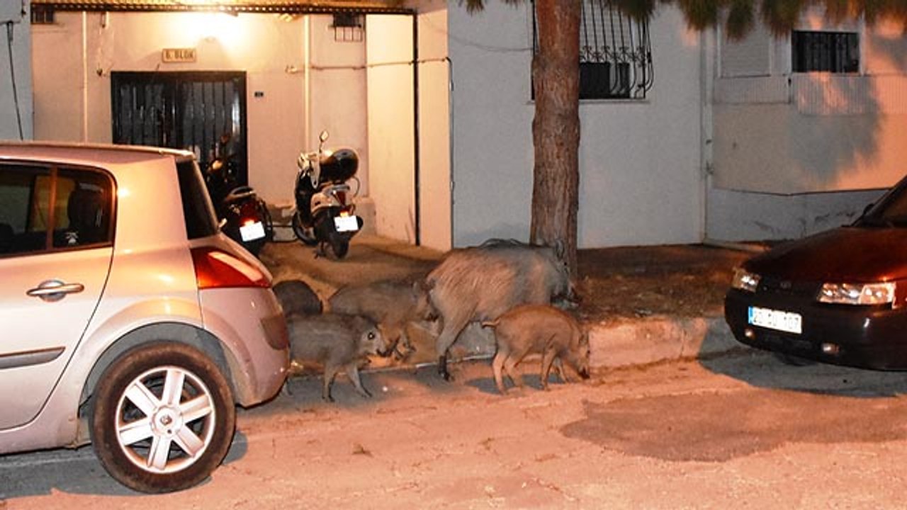 Apartmanlar çoğalınca yırtıcılar gitti, domuzlar geldi