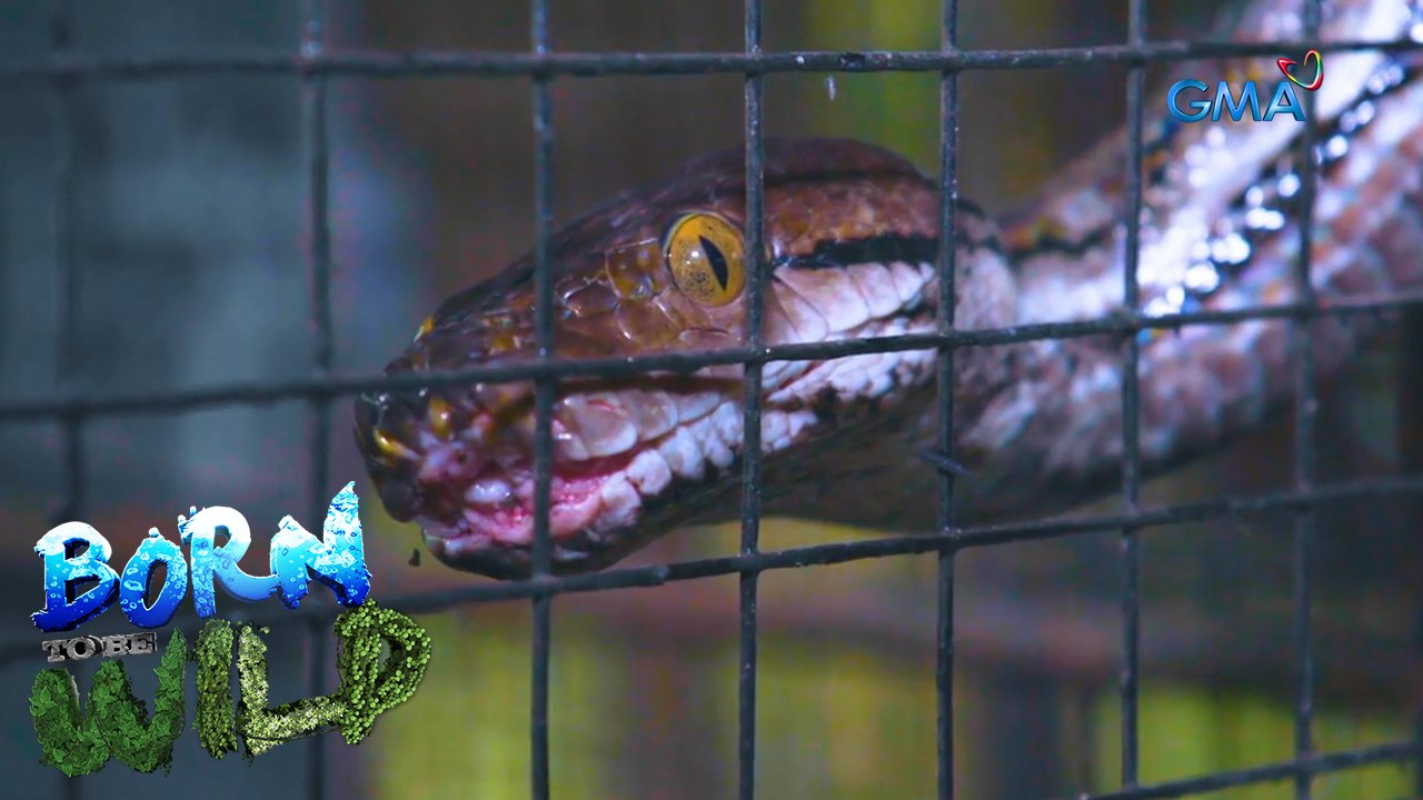 Releasing pythons into their natural habitat |...