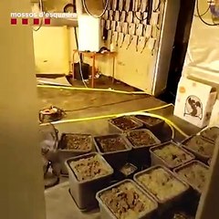Plantación de marihuana en una sala de conciertos de Reus