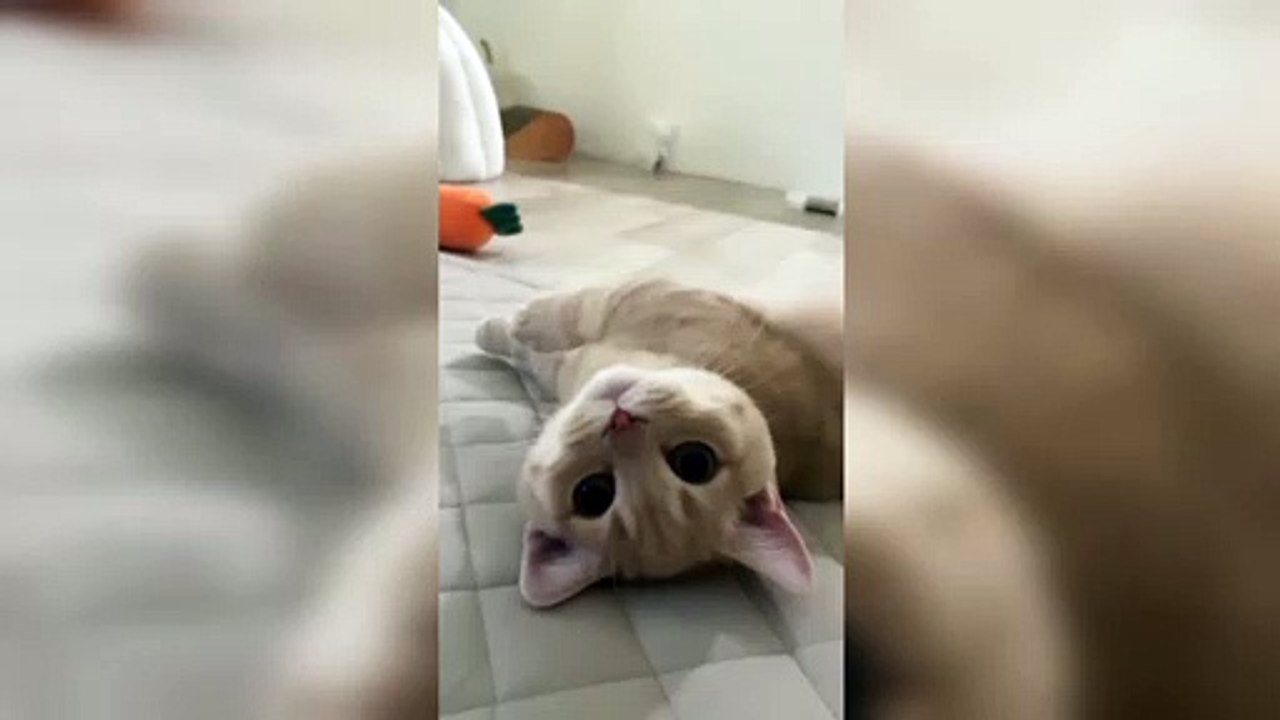Cute Baby Cat