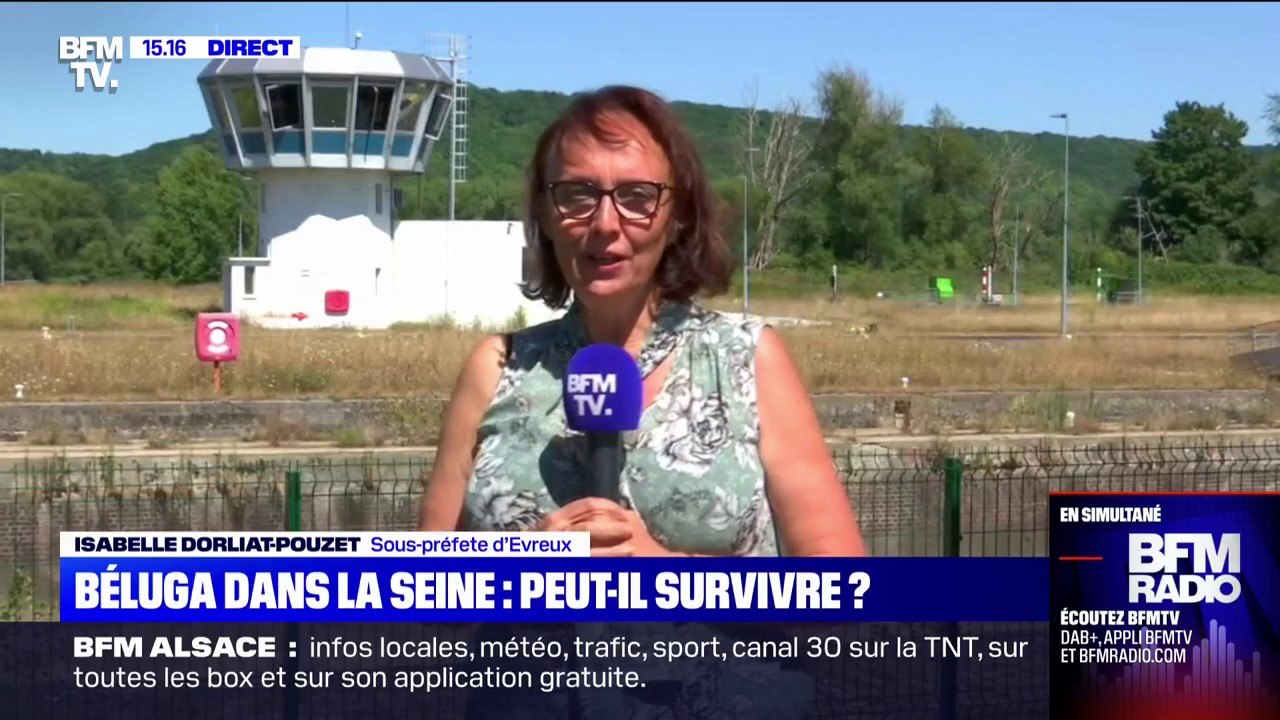 Le béluga piégé dans la Seine ne s'alimente pas à cause d'une probable maladie "de très longue date", affirme la sous-préfète d'Évreux