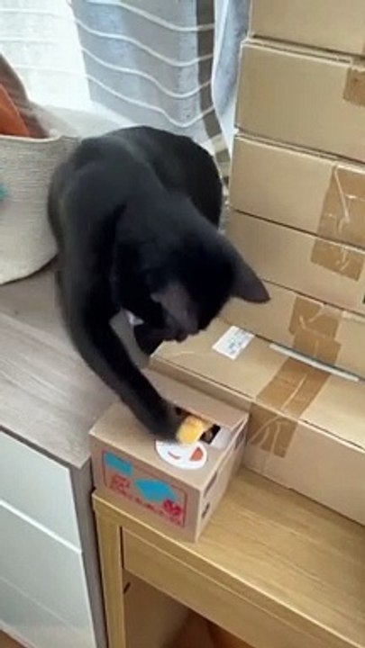 Best Crazy Cute Cats Viral Clips-- #funny Cute Animals #shorts Video-- #trending #animals #reels