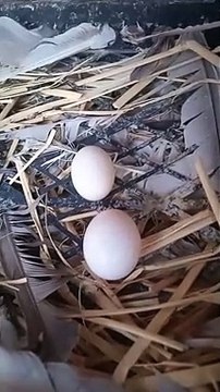 pigeon eggs,pigeon,pigeon egg,pigeons,pigeon eggs hatch,pigeon eggs hatching,pigeon eggs not hatching,pigeon egg hatching,fancy pigeon,how long pigeon eggs take to hatch,hatching pigeon eggs with incubator,pigeon racing,pigeon eggs time,eating pigeon eggs