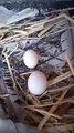 pigeon eggs,pigeon,pigeon egg,pigeons,pigeon eggs hatch,pigeon eggs hatching,pigeon eggs not hatching,pigeon egg hatching,fancy pigeon,how long pigeon eggs take to hatch,hatching pigeon eggs with incubator,pigeon racing,pigeon eggs time,eating pigeon eggs