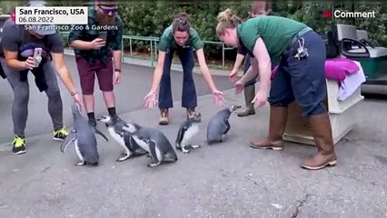The annual March of the Penguins returns to San Francisco Zoo
