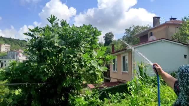 İstanbul'da da görülen vampir kelebek vatandaşları rahatsız ediyor