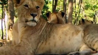 Unbelievable!!! Gorilla Adopts Lion Cub And The Unexpected _ Lioness Save Baby From Baboon, Gorilla