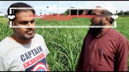 LEARN GOAT FARMING-NON LEGUME PERENNIAL GUINEA GRASS CULTIVATION-URDU -PART 18