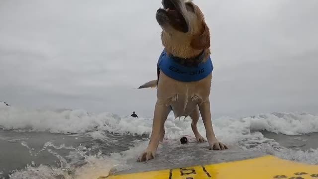 California acoge el Campeonato Mundial de Surf para perros