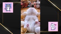 Funny And Cute Cats video moments Compilation - Kucing Lucu 1