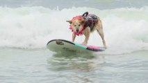 Des dizaines de chiens ont participé au championnat du monde de surf canin en Californie