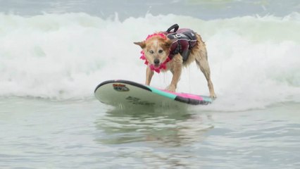 Des dizaines de chiens ont participé au championnat du monde de surf canin en Californie
